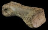 Struthiomimus Toe Bone - Montana #66458-1